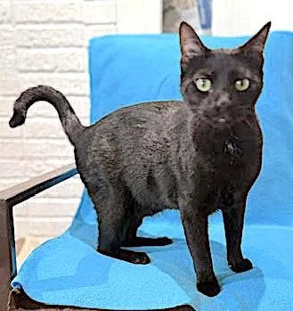 A young large-sized male Black Domestic Short Hair cat named Panther for adoption in Houston, TX