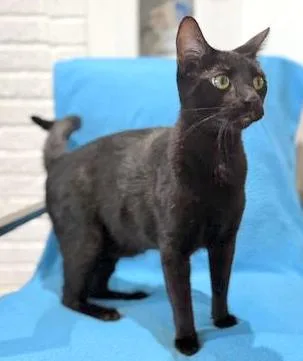 Panther thumbnail 2