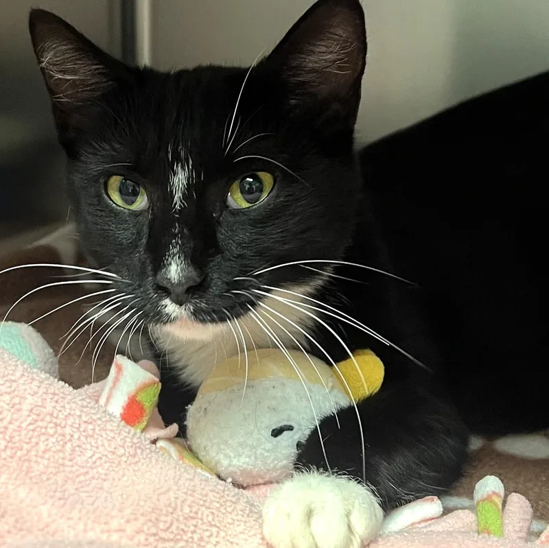 An adult medium-sized female Black & White / Tuxedo Domestic Short Hair cat named Lydia for adoption in Reisterstown, MD