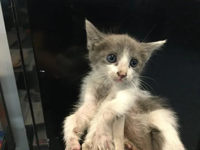 A baby small-sized male Domestic Short Hair cat named Mighty for adoption in Thousand Palms, CA