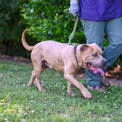 An adult large-sized male Mixed Breed dog named Hank for adoption in Chamblee, GA