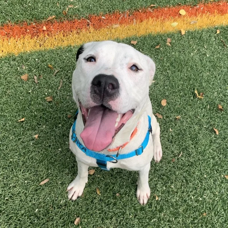 A young medium-sized female White / Cream Pit Bull Terrier dog named Connect Four for adoption in Baltimore, MD