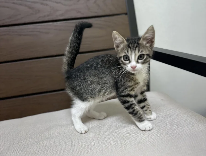 A baby medium-sized female Tabby (Buff / Tan / Fawn) Domestic Short Hair cat named Periwinkle for adoption in Port Lavaca, TX
