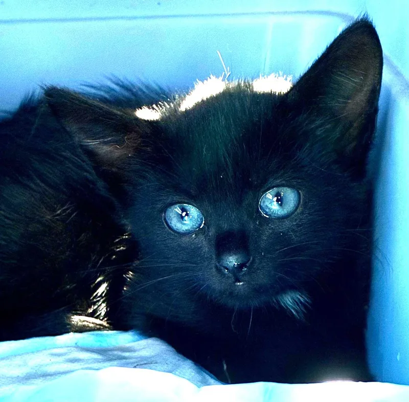 A baby medium-sized female Black & White / Tuxedo Domestic Short Hair cat named Whitney for adoption in Great Neck, NY