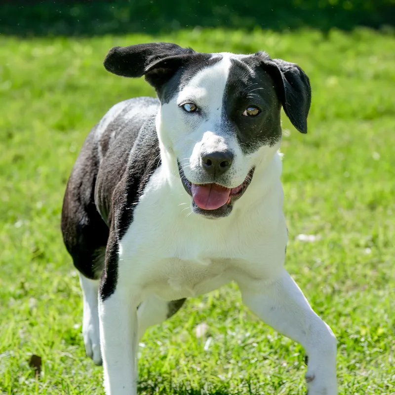 A young medium-sized female Brown / Chocolate Hound dog named Ida for adoption in Tomball, TX