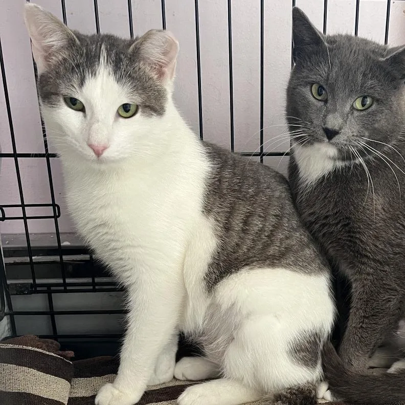 A young medium-sized female White Domestic Short Hair cat named Cookie for adoption in Salisbury, MA