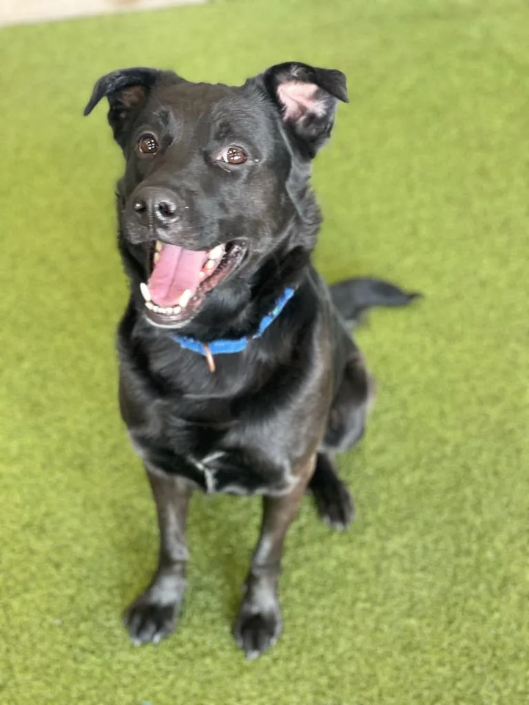 An adult medium-sized male Mixed Breed dog named Meeko for adoption in Minot, ND