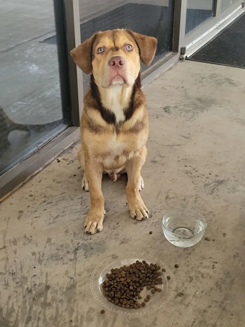 A young medium-sized male Labrador Retriever dog named Bear for adoption in Houston, TX