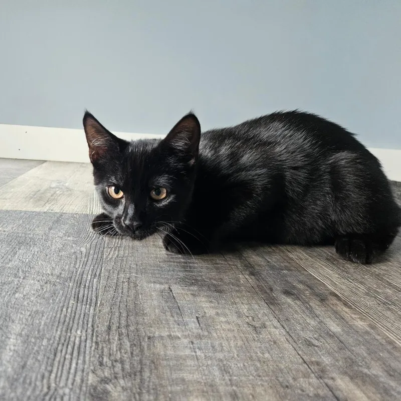 Cilantro