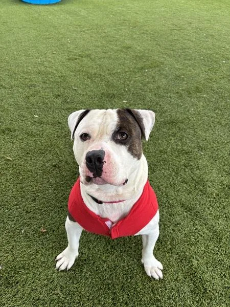 An adult large-sized male Pit Bull Terrier dog named Paisley for adoption in San Diego, CA