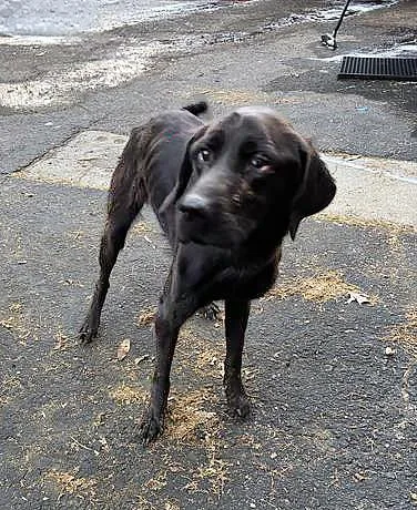 An adult medium-sized female Black Mixed Breed dog named Waffle Cone for adoption in Nashville, TN