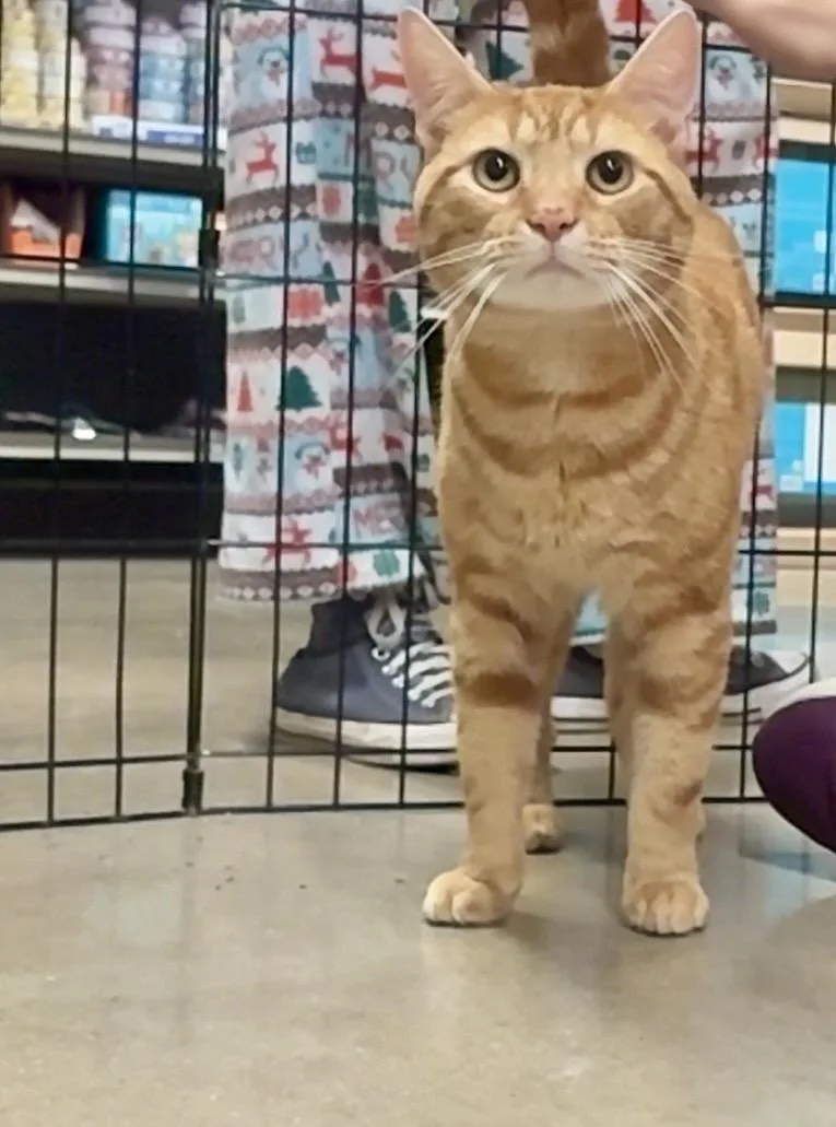 A young medium-sized male Tabby (Orange / Red) Domestic Short Hair cat named Phineas for adoption in North East, MD