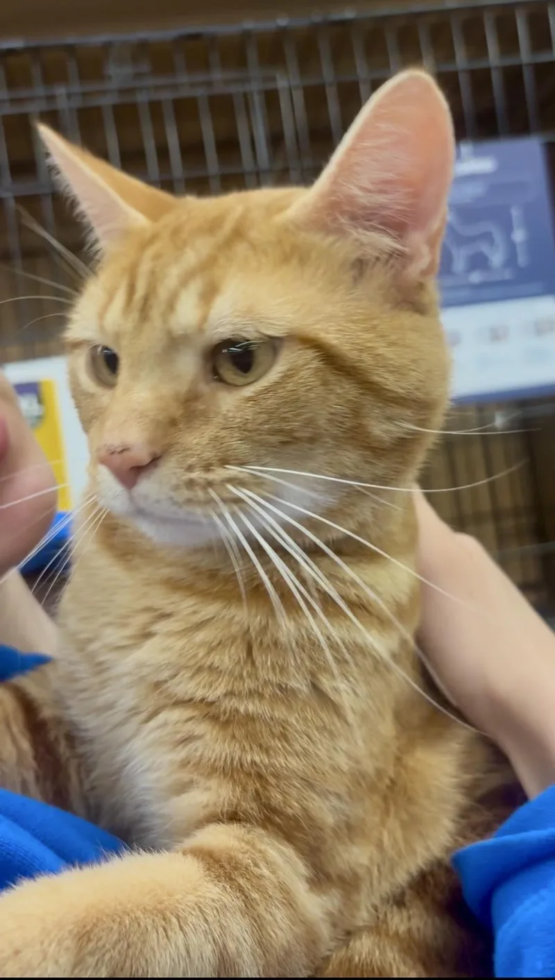 Phineas thumbnail 4