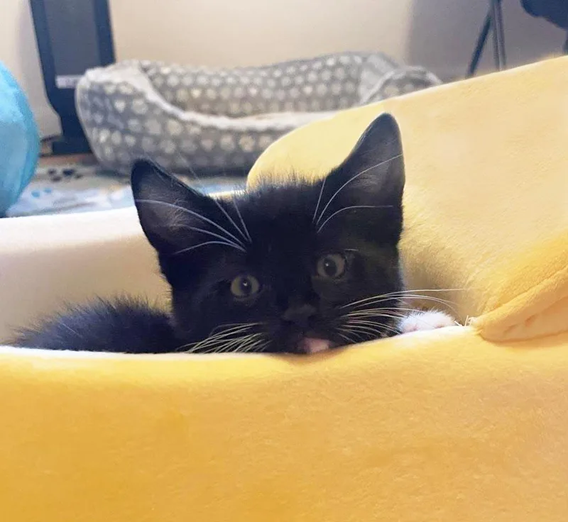 A baby medium-sized female Black Domestic Short Hair cat named Hum for adoption in Plover, WI