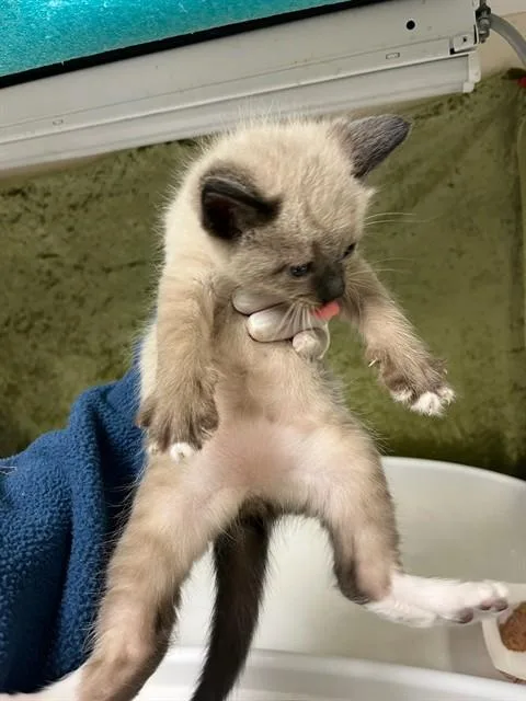 A baby small-sized female Siamese cat named A for adoption in Riverside, CA