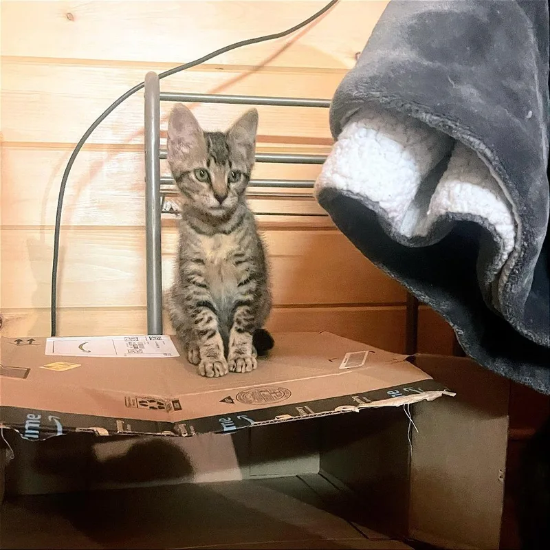 A baby small-sized male Domestic Short Hair cat named Carter for adoption in Cumming, GA