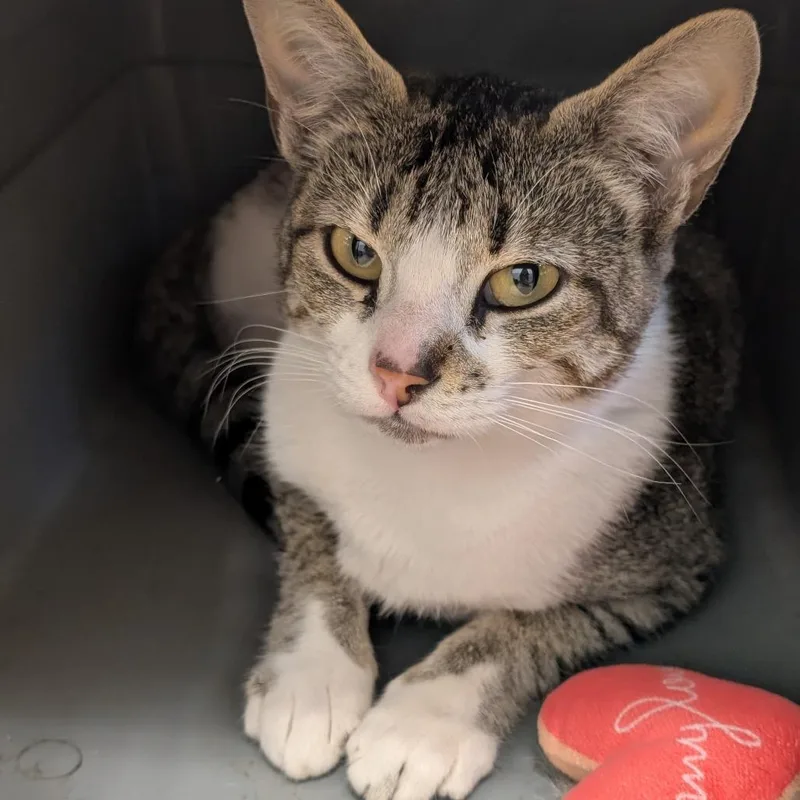 An adult medium-sized female Brown / Chocolate Domestic Short Hair cat named Candy for adoption in Sonoma, CA