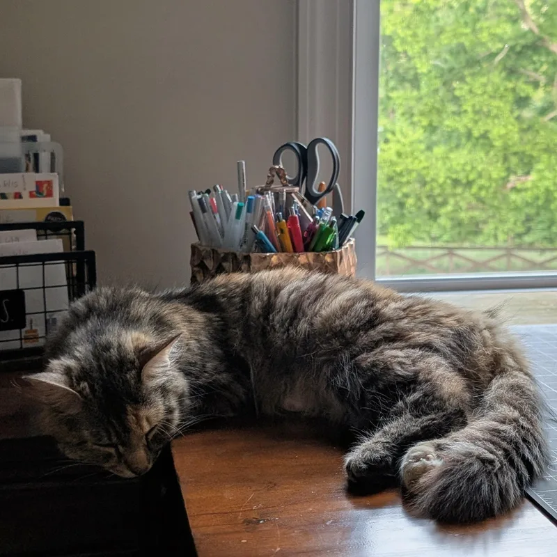 A young medium-sized female Tabby (Buff / Tan / Fawn) Domestic Medium Hair cat named Apple Fritter for adoption in Richmond, VA