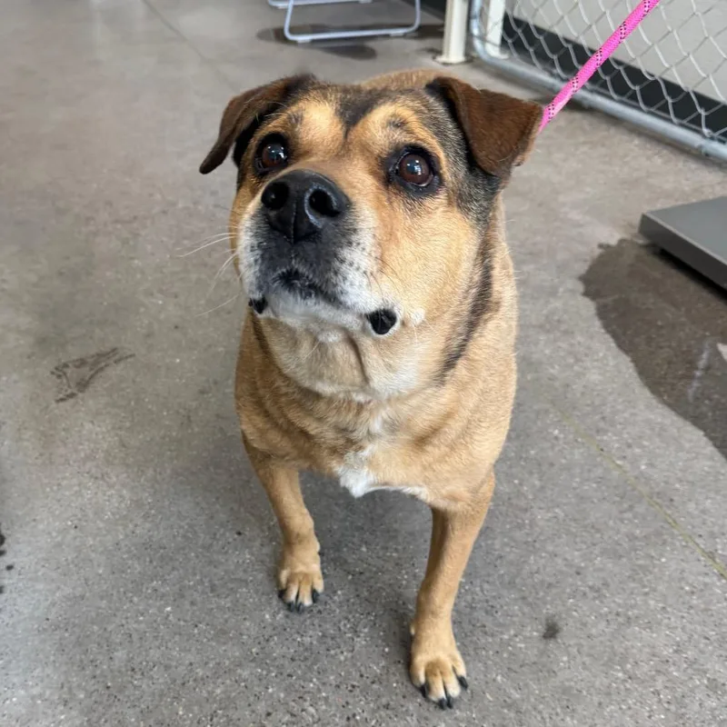 An adult large-sized male Yellow / Tan / Blond / Fawn Mixed Breed dog named 107279 for adoption in Las Cruces, NM