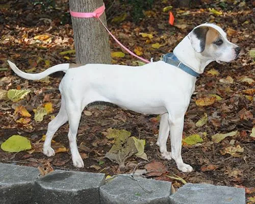 An adult large-sized female Hound dog named Bailey for adoption in Lake Wylie, SC