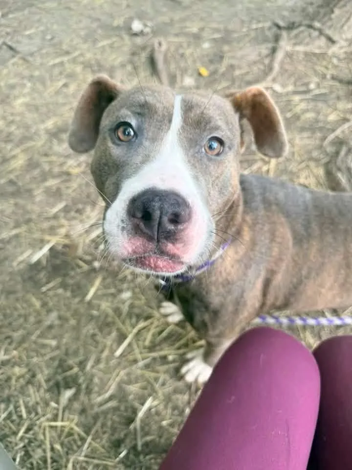 An adult medium-sized female Brindle Pit Bull Terrier dog named Dovie for adoption in Chicago, IL