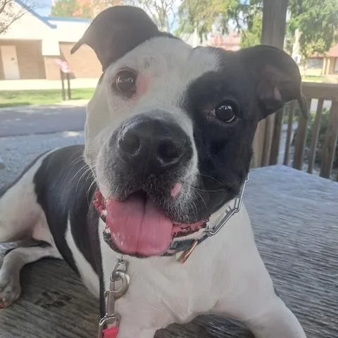 An adult medium-sized female American Bulldog dog named Bessie for adoption in Mooresville, IN