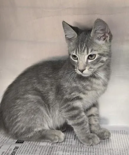 A young small-sized male Tabby (Gray / Blue / Silver) Domestic Short Hair cat named Casper for adoption in North Myrtle Beach, SC