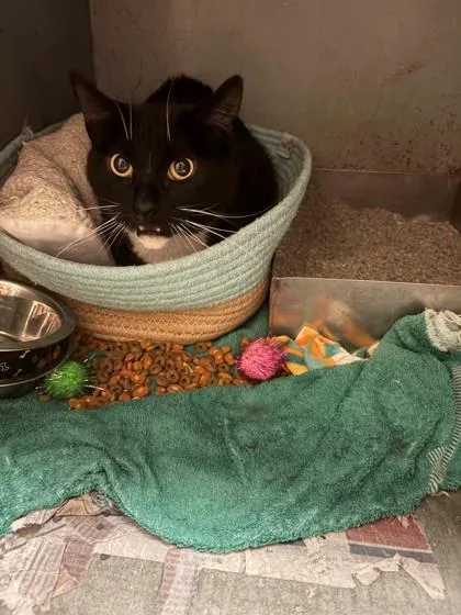 An adult medium-sized female Domestic Short Hair cat named Kiki for adoption in Baraboo, WI