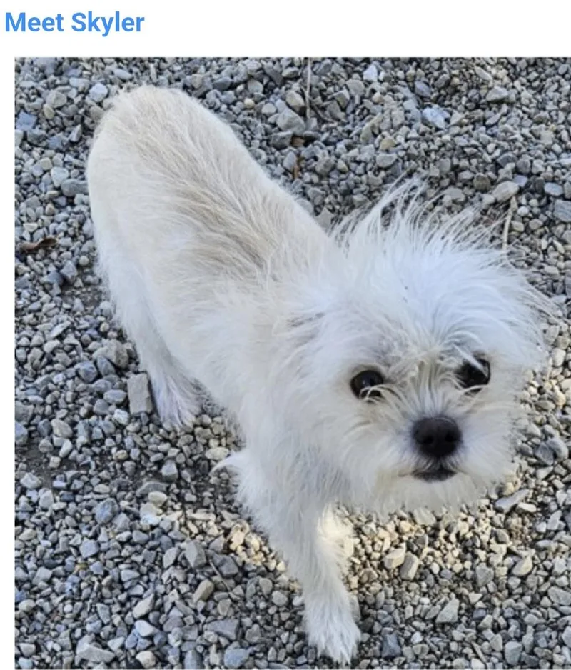A baby small-sized female Yorkshire Terrier dog named Skyler for adoption in Salt Lake City, UT