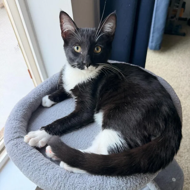 A baby small-sized male Black Domestic Short Hair cat named Bruce for adoption in Coachella, CA