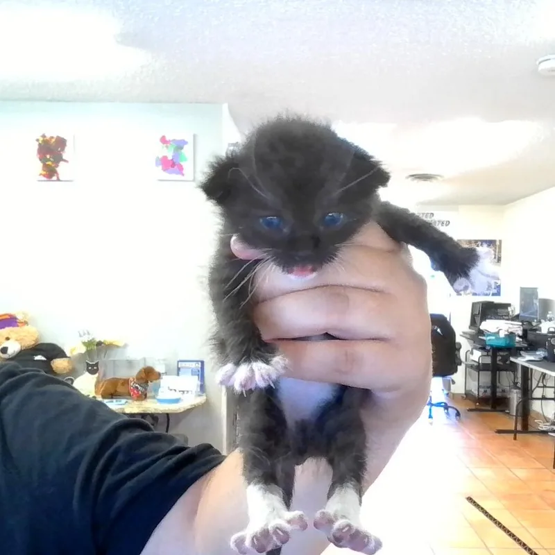 Bruce thumbnail 2