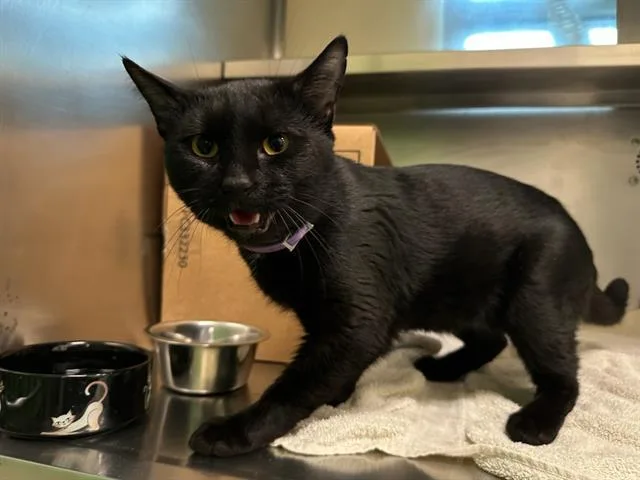 A young medium-sized male Domestic Short Hair cat named Julien for adoption in Boston, MA
