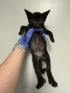 A baby small-sized female Domestic Short Hair cat named Aqua for adoption in Miami, FL