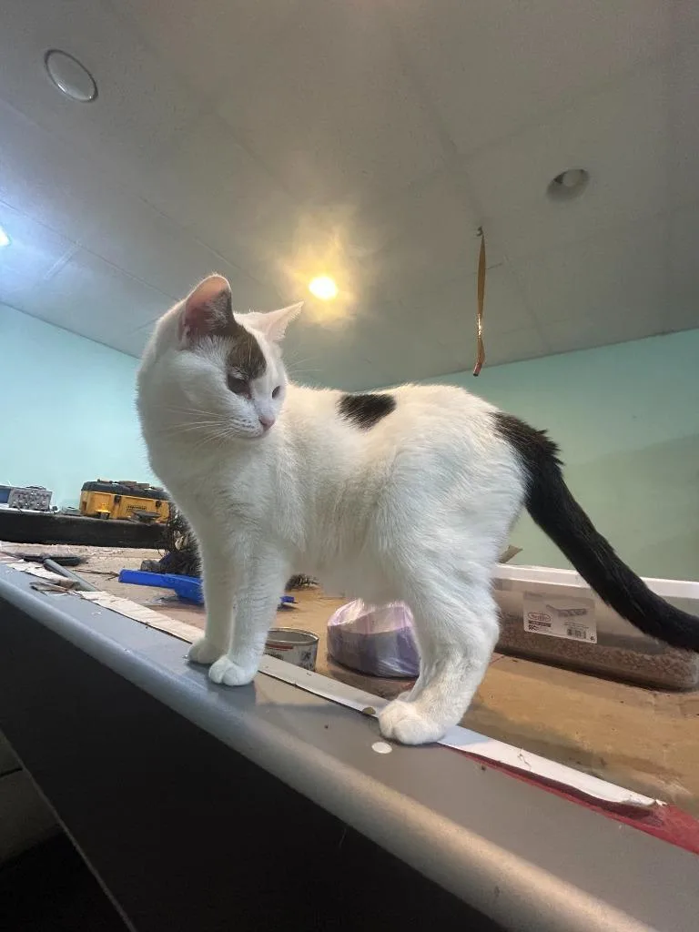 An adult medium-sized female Domestic Short Hair cat named Gertie Grant for adoption in Rome, GA
