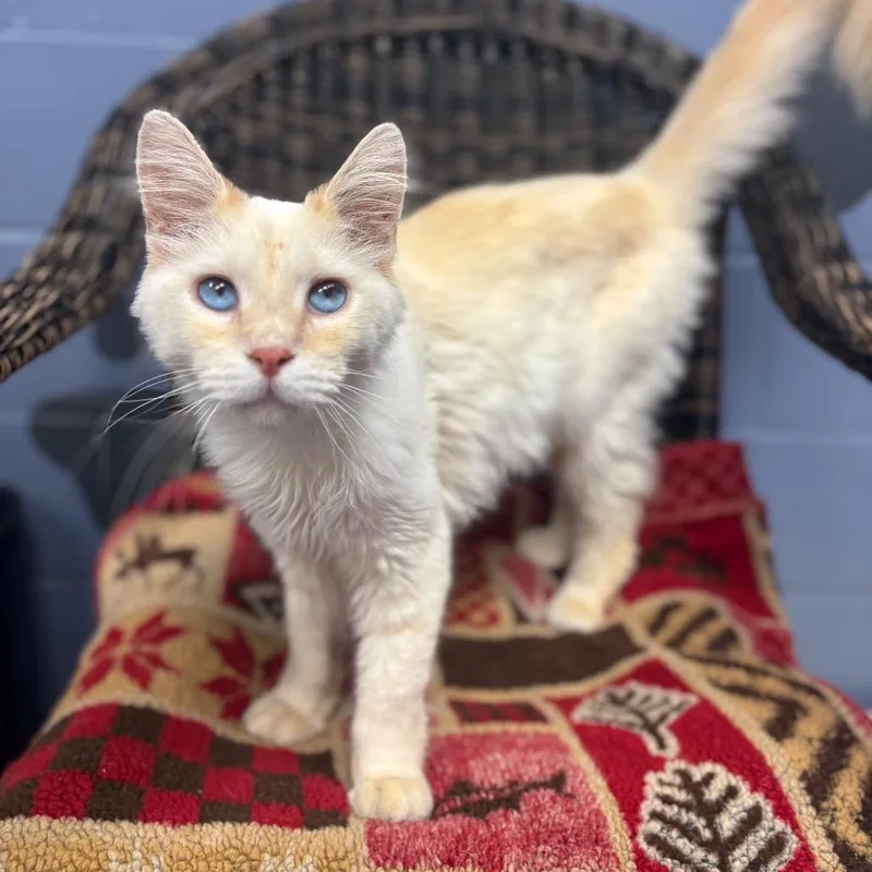 An adult medium-sized male Orange / Red Domestic Medium Hair cat named Eddie for adoption in Marshalltown, IA