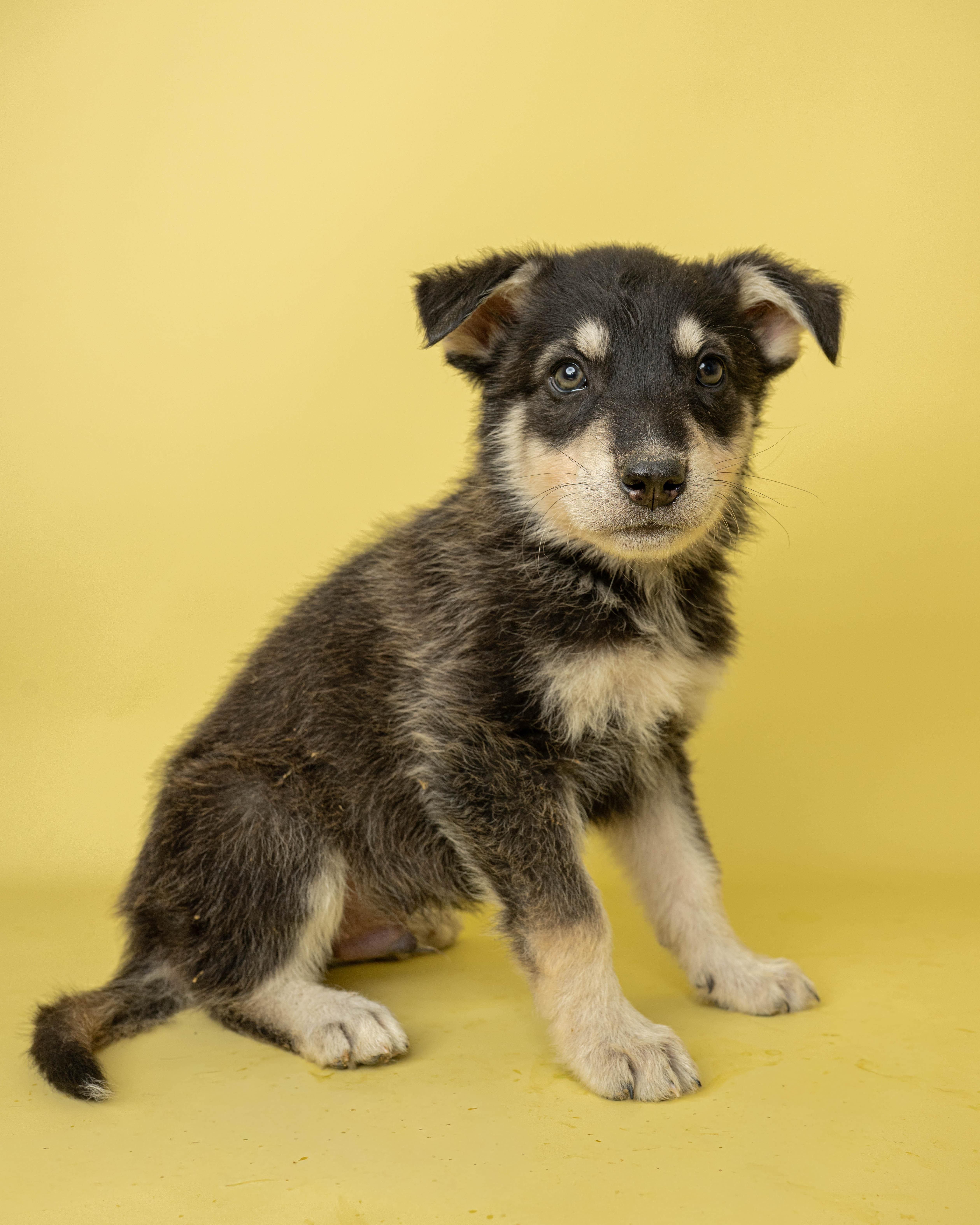 A baby large-sized male Black Mixed Breed dog named Lollipop Larry for adoption in Rock Springs, WY