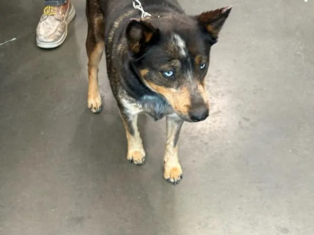 An adult medium-sized female Australian Cattle Dog / Blue Heeler dog named Ginny for adoption in Chatsworth, CA