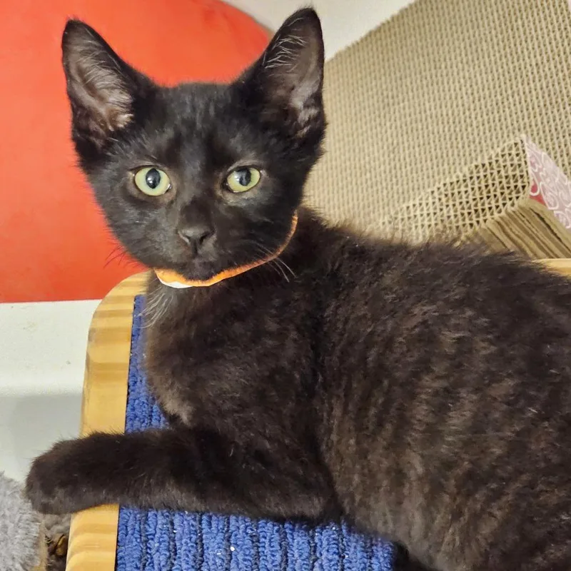 A baby small-sized male Domestic Short Hair cat named Oliver for adoption in Fairfax, VA