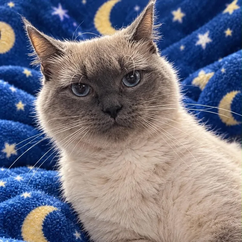 An adult medium-sized female Domestic Short Hair cat named Glinda for adoption in Graham, WA