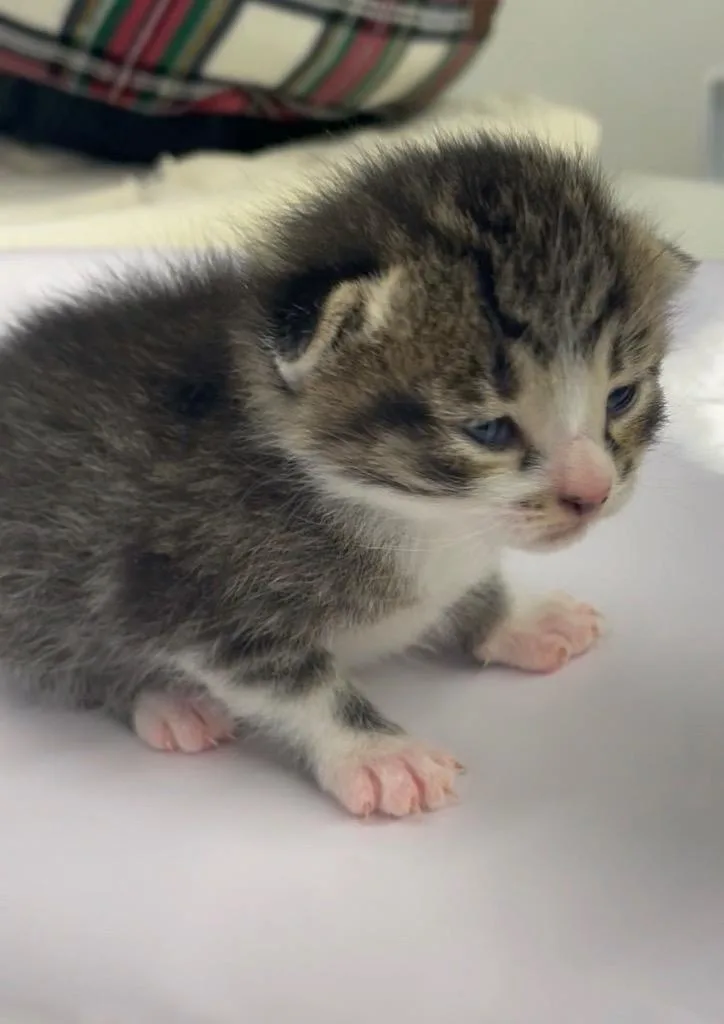 A baby small-sized male Domestic Short Hair cat named Bart for adoption in Westfield, NY