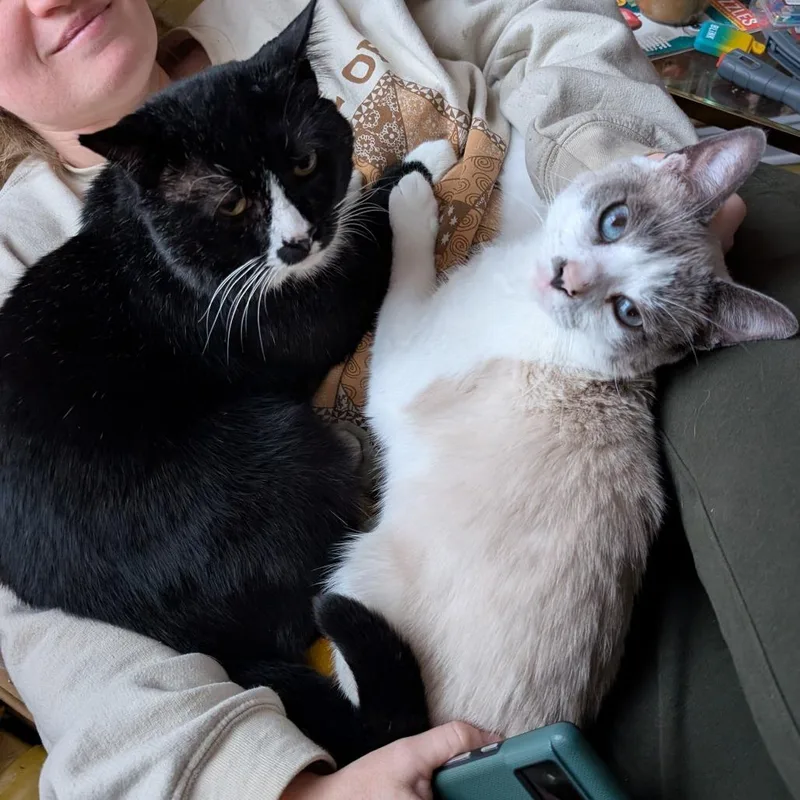 An adult small-sized male Black Domestic Short Hair cat named Marty for adoption in Reisterstown, MD