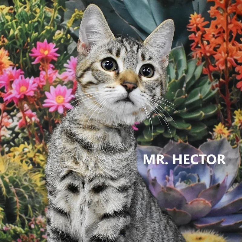 A baby medium-sized male Black Domestic Short Hair cat named Mr. Hector for adoption in Yuma, AZ