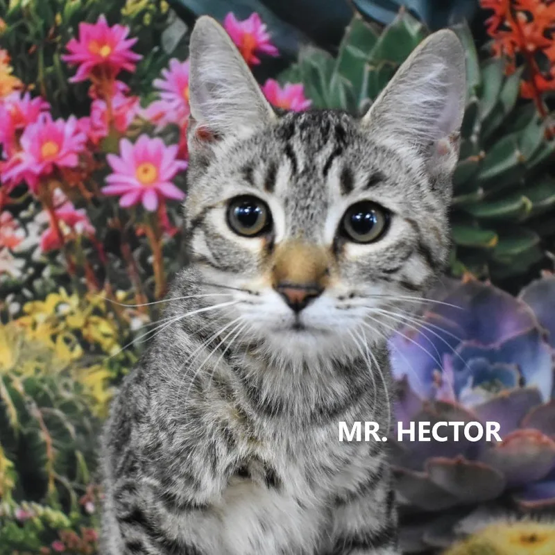 Mr. Hector thumbnail 2