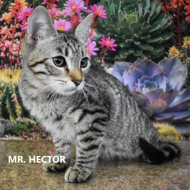 Mr. Hector thumbnail 3