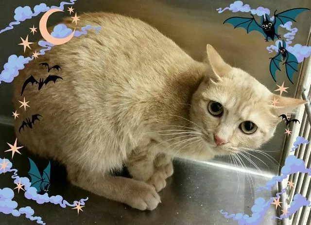 A senior small-sized female Domestic Short Hair cat named Aster for adoption in Ballwin, MO