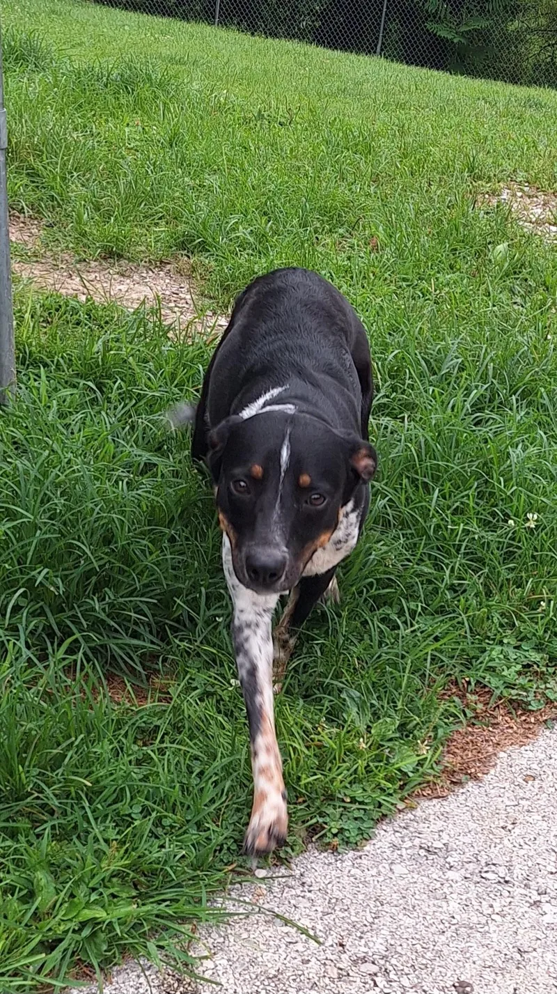 A young medium-sized male Tricolor (Brown, Black, & White) Mixed Breed dog named Hubble for adoption in Stanton, KY