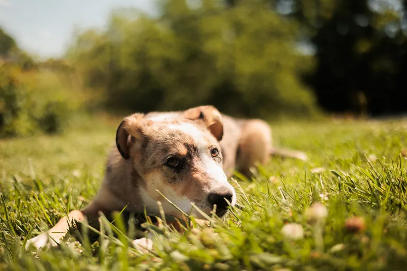 A young medium-sized male Australian Shepherd dog named Hachi for adoption in Gradyville, KY