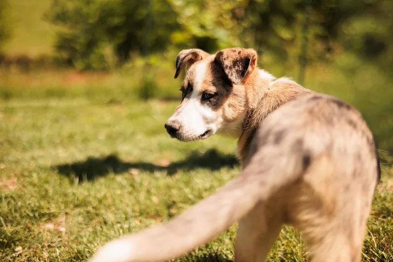 Hachi thumbnail 2
