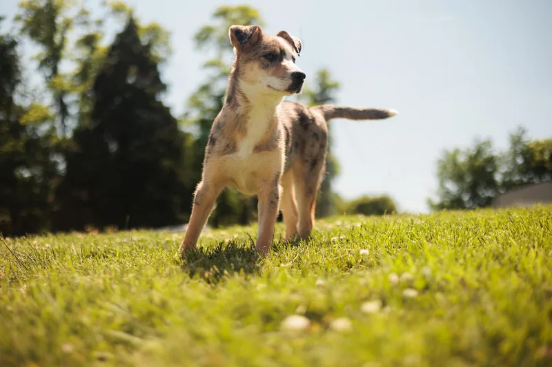 Hachi thumbnail 3