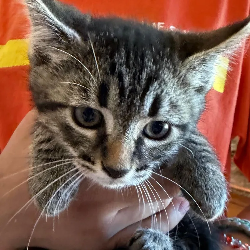 A baby small-sized male Black Domestic Long Hair cat named Clay for adoption in Klamath Falls, OR